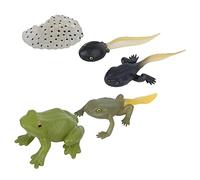 ZJchao Kit de Têtard à Grenouille, Jouets de Grenouille Miniatures, Jouet éducatif de Biologie, Modèle de Cycle de Vie Animal, Kit de pour Garçons, Filles, Enfants en Bas âge