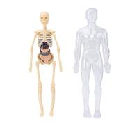 ZJchao Kit D'étude Interactif de Physiologie Anatomique de Modèle de Corps Humain avec Squelette Fluorescent, Organes et Os Amovibles pour Enfants étudiants en Médecine, Outil