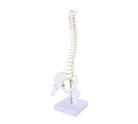 ZJchao Modèle de la Colonne Vertébrale Grandeur Nature, Modèle de Colonne Vertébrale Humaine en PVC avec Une Base Plate pour des Démonstrations, équipée Base Robuste pour