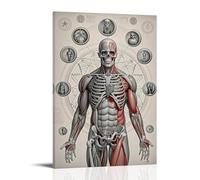 ZLLJXFZZ Poster d'anatomie humaine - Décoration murale moderne à suspendre - 50 x 75 cm