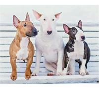 ZMHZMY Kits de Peinture par Numéros, DIY Peinture à l'huile pour Adultes Débutants, 16x20 Pouces Bull Terrier Chien Animaux sans Cadre