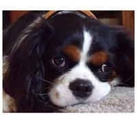 ZMHZMY Peinture par Numéro Adulte Chien Épagneul Cavalier King Charles - Peinture Numéro Kit pour Adultes Débutants, Numéro d'art, kit de Peinture Acrylique pour la Décoration Intérieure Maison