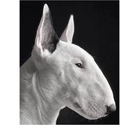 ZMHZMY Peinture par Numéros pour Adultes Bull Terrier Chien Animaux, Kits de Peinture par Numero sur Toile 40x50cm sans Cadre