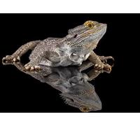 znwrr 5D DIY Diamant Peinture Broderie Dessin-Lézard Reptiles Dragon Barbu Réfléchi Animal Noir -16"x20" Couture Cadeau Plein Diamant Mosaïque Point De Croix Décor À La Maison 50x50cm