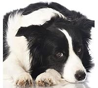 znwrr DIY 5D Diamant Peinture Ensemble, Diamant Peinture Kits Border Collie Chien Peinture Par Numéros Diamant Peinture Arts Artisanat Pour La Maison Décoration Murale 40x50cm