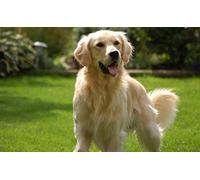 znwrr DIY 5D Diamant Peinture Kits Diamond Painting adultes enfant Canne golden retriever Pour Décoration de la Maison Peinture Plein Diamant Cadeaux d'anniversaire 30x40cm