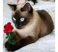 znwrr DIY 5D Diamant Peinture Kits Diamond Painting adultes enfant Chat siamois et fleur rose Pour Décoration de la Maison Peinture Plein Diamant Cadeaux d'anniversaire 30x40cm