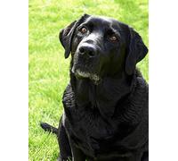 znwrr DIY 5D Diamant Peinture Kits Diamond Painting adultes enfant chien labrador noir Pour Décoration de la Maison Peinture Plein Diamant Cadeaux d'anniversaire 40x40cm