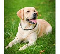 znwrr Diy 5D Diamond Painting Complet Accessoires,Chien Labrador Sur L'Herbe Animal Broderie Peinture Diamant Painting Kit Complet Point De Croix Cristal Strass Décoration De La Maison 40x40cm