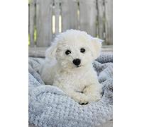 znwrr DIY 5D Diamond Painting Kit Forage Complet Bichon Frise animal chien blanc Diamant Peinture de Croix Peinture Strass Broderie Craft pour Home Décoration Mural 40x50cm