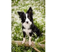 znwrr DIY 5D Diamond Painting Kit Forage Complet Border collie chien animal Diamant Peinture de Croix Peinture Strass Broderie Craft pour Home Décoration Mural 30x40cm