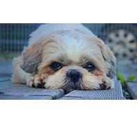 znwrr DIY 5D Diamond Painting Kit Forage Complet Chien mignon Shih Tzu Diamant Peinture de Croix Peinture Strass Broderie Craft pour Home Décoration Mural 50x50cm