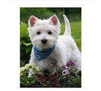 znwrr Kit de peinture diamant 5D à faire soi-même pour adultes, chien Westie, broderie en cristal, point de croix, décoration murale sur toile artisanale, 40x40 cm
