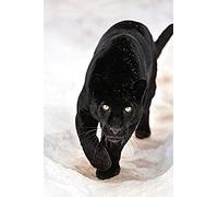 znwrr Kit de peinture diamant 5D fait à la main, panthère noire, broderie diamant rond, image, décoration d'intérieur, Art mural, 40x50cm, DIY bricolage