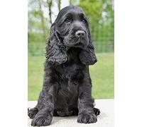 znwrr Peinture diamant 5D pour enfants - Kit de peinture diamant Cocker Spaniel chien noir - Peinture diamant par numéros pour adultes - Cadeaux d'anniversaire - 30 x 40 cm
