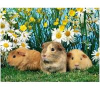 znwrr Peinture diamant bricolage 5D Kits de peinture diamant perceuse complète mignon cochon d'inde strass diamant broderie diamant artisanat 30x40 cm