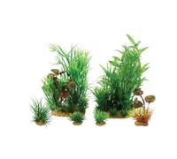 Zolux Plantkit Jalaya N°2