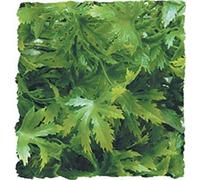 Zoo Med Canabis Plante Plastique pour Terrarium Taille L