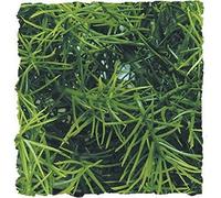 Zoo Med Casuarina Plante en Plastique pour Terrarium Taille L