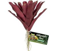 Zoo Med Fireball BROMELIAD