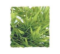 Plante Madagascar