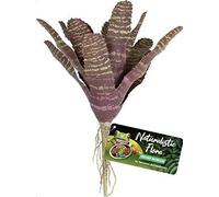 Zoo Med Naturalistic Flora Chestnut broméliad Vriesea Plante décorative fosteriana pour terrariums et marécageux, réaliste, Refuge pour Reptiles et Amphibiens, imperméable