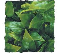 Zoo Med Phyllo Mexicaine Plante en Plastique pour Terrarium Taille L