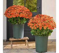 zoocco Fleurs artificielles, Artificial Mums for Outdoors Fall Decoration, Realistic Artificial Outdoor Mums for Porch Garden Patio Yard Decor (Orange,10 Bunches)