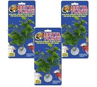 Zoomed Betta Plant Philo