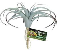 Zoomed - Plante Artificielle Tillandsia pour Terrarium