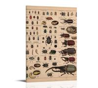 ZOZO HOUSE Introduction to Various Beetles Art mural 60 x 90 cm
