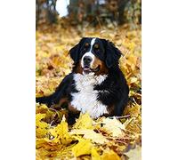 ZOZOIN DIY 5D Diamond Painting Set, Kits de peinture au diamant Bouvier bernois Peinture par numéros Diamant, Diamant Peinture Arts Artisanat pour la décoration murale de la maison 40x50CM