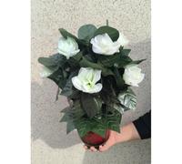 ZQION Lot de 10 roses en fleurs avec télécommande - Accessoire de magie pour mariages et fêtes - Tour de fleurs instantané pour magiciens - Accessoires de tours de magie (rose blanche)