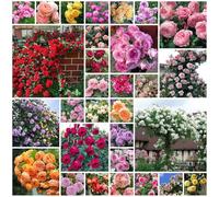 ZTZHYZR 1000 Graines De Rosier Grimpant, Graines De Roses De Couleurs Mélangées, Floraison Toute l'Année, Faciles à Planter, Roses Parfumées pour La Plantation sur Balcon De Cour Et Jardin