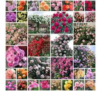 ZTZHYZR 1000pcs Graines De Roses, Rosier Grimpant De Couleurs Mélangées, Croissance Rapide, Peuvent Fleurir en Toutes Saisons, Plantes Semences pour Le Jardin, Adaptées Jardin, Treillis Et Clôtures