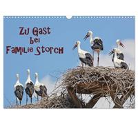 Zu Gast bei Familie Storch (Wandkalender 2026 DIN A3 quer), CALVENDO Monatskalender: Störche ... gern gesehene Gäste in Deutschland