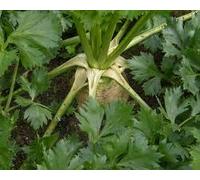 zumari 60pcs céleri-rave graines de légumes de céleri racine géante de Prague