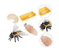 ZUNOXAZ Cycle De Vie Abeille Modèle De Croissance Décoration Jouet Garçon Fille Éveil Cognitif Abeille Cycle Vie Modèle Jouets Garçon Fille