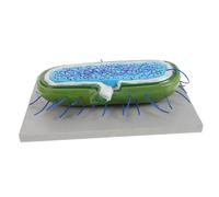 ZUNOXAZ Modèle Cellulaire Microbien Réaliste pour Enseignement Biologie Modèle Bactérie et Aide Pédagogique Précise et Esthétique pour Classe et Laboratoire