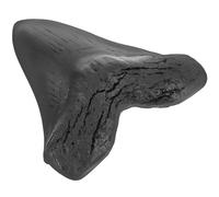 ZUNOXAZ Réplique de Dent de Mégalodon Géante Modèle Paléontologique Réaliste pour Décoration Éducative et Collection