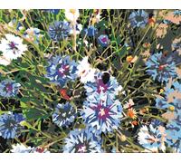 Zuty - Painting by Numbers - NEVER BLUE, 40x50 cm, non encadré et sans toile