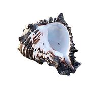 ZwaitL Grands coquillages de conque naturels de 10,2 cm, parfaits pour les fêtes sur le thème de la plage, les décorations d'intérieur, poissons pour aquarium, grands coquillages pour décoration