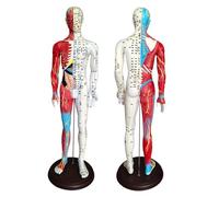 ZWDCVFGK Modèle De Corps Humain Masculin D'acupuncture De Lettrage D'anatomie Musculaire De 60 CM, avec Méridiens De Points De Pression, Fournitures De Formation pour Les Professionnels De La Santé