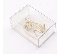 ZWDCVFGK Squelette de Grenouille Spécimen Biologique Anatomie Squelette de Grenouille Modèle Aides pédagogiques biologiques Instrument d'enseignement
