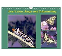 Zwei Leben, Raupe und Schmetterling (Wandkalender 2026 DIN A4 quer), CALVENDO Monatskalender: Die Metamorphose, Auferstehung in ein neues Leben