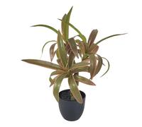 Zxfdsfdbnm Plante Dracaena artificielle robuste en pots pour décoration de table de bureau
