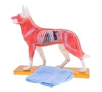 Zxpjkyu Modèle D'acupuncture Canine pour Chien - Modèle Professionnel avec Modèle D'étude En Laboratoire Scolaire