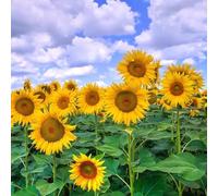 ZXZHYiYao 100 pcs Graine de Tournesol a Planter, Graines Fleurs à Semer, Graine a Planter, Graines Non-OGM de Fleurs Anciennes pour Jardin et Balcon