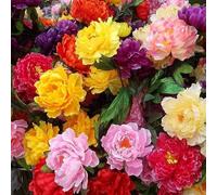 ZXZHYiYao 100pcs Variété mélangée Plante Vivace de Pivoine, Grandes graines de Fleurs à Double pétale, résistante au Froid et de Haute qualité, rares et Belles Fleurs