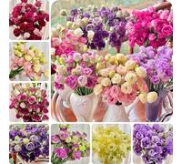 ZXZHYiYao 300 graines de flesurs de lisianthus mélangees Maison Jardin Balcon Platycodon Flors
